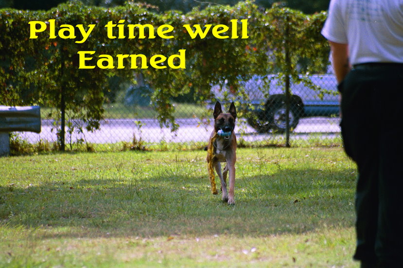 Scheurman's K9 Academy Dog Training Jacksonville Florida